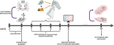 A Combination of Curcuma longa and Diazepam Attenuates Seizures and Subsequent Hippocampal Neurodegeneration